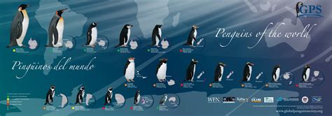 Penguin magic login information